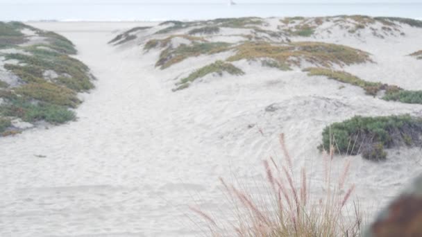 안개에 싸인 코로나도 해변의 모래 언덕, 미국 캘리포니아 해안의 안개에 싸인 바 다 물결. — 비디오