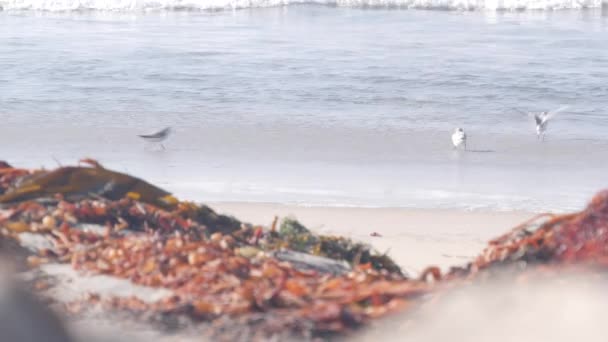 Oceaan golven en zandlopers vogels lopen op het strand, kleine zandloper plevier kustvogel. — Stockvideo