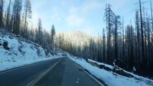 Последствия лесного пожара, пожар, обугленные стволы сосен, Калифорния — стоковое видео