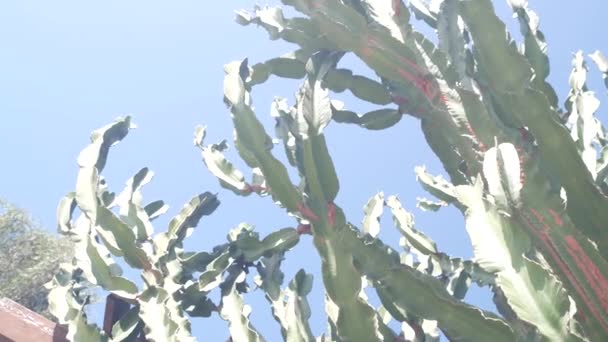 Grădina rurală mexicană. Plante suculente, fermă rustică în California, cactus înalt. — Videoclip de stoc