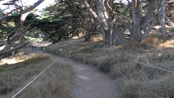 Ösvény az erdőben vagy a fában, ösvény a ligetben. tűlevelű fenyő ciprusfa. Kalifornia — Stock videók