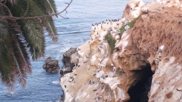 Koloni av brun pelikan, pelecanus flock, fåglar häckning, Kaliforniens kust, USA. — Stockvideo