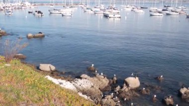 Limanda ya da körfezde yatlar, Monterey marinası, Old Fishermans Wharf, California sahili