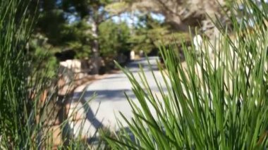 Sahne 17 mil, Monterey, California. Selvi ağacı ormanına yolculuk.