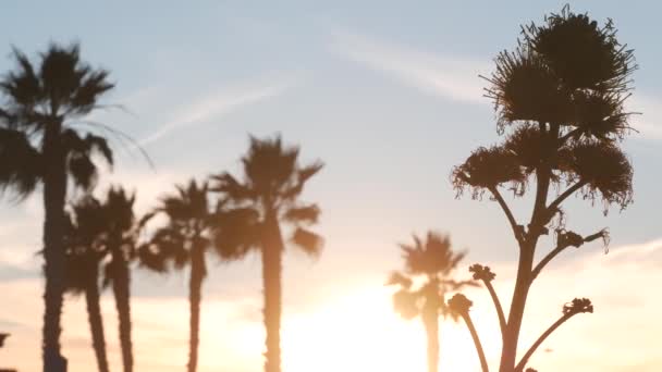 Agave flor silhueta, flor de planta do século. Pôr do sol palmeiras, Califórnia. — Vídeo de Stock