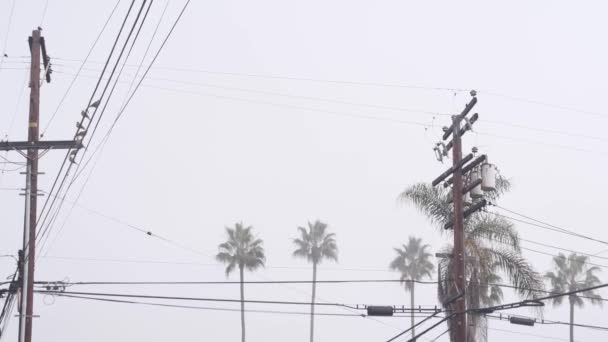 Pohon palem dalam cuaca berkabut, burung pada saluran listrik, jalan kota California. — Stok Video