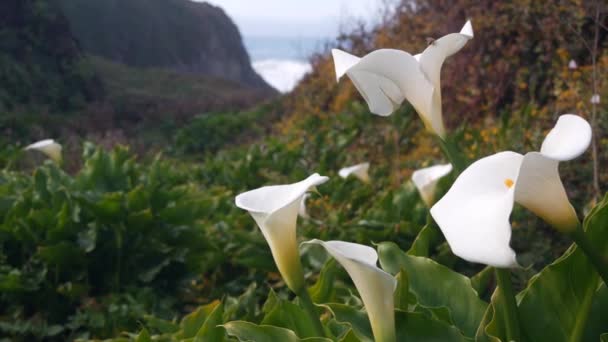 Calla liliom völgy, Garrapata strand, Big Sur fehér virág, Kalifornia óceán partján — Stock videók