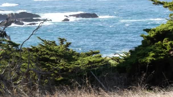 Rocky sahili, okyanus dalgaları, selvi ağacı, 17 mil sürüş, Monterey, California — Stok video