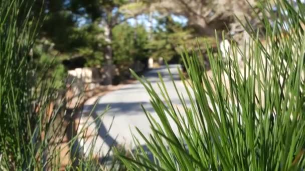 Malownicze 17 mil jazdy, Monterey, Kalifornia. Wycieczka przez las cyprysowy. — Wideo stockowe