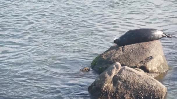 Vahşi benekli fok balığı kayaların üzerinde uyur, Pasifik limanındaki deniz aslanı dinlenir. Kaliforniya — Stok video