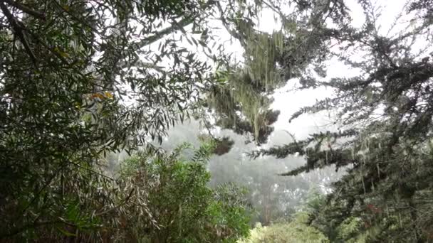 Кружевной лишайник висит мхом, туманные туманные лесные деревья. Сказочный лес, США. — стоковое видео