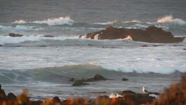 Skaliste wybrzeże oceanu, dramatyczne fale morskie, plaża Monterey, Kalifornia, latające ptaki. — Wideo stockowe