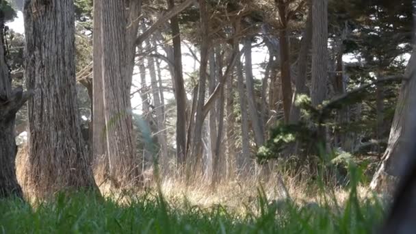 Cypressträ, barrskog, skogsdunge eller lövskog, djupa vilda snår — Stockvideo