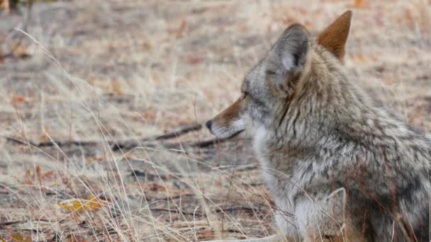 Портрет волка-койота или койволка, лицо головы и глаза. Осенний осенний лес — стоковое видео