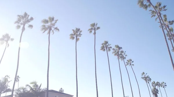 Wiersz palm na ulicy w pobliżu Los Angeles, wybrzeże Kalifornii, wakacje na plaży. — Zdjęcie stockowe