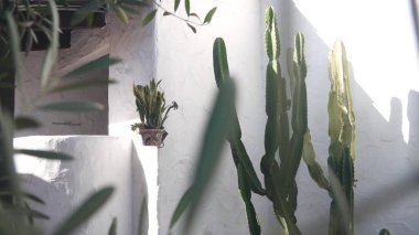 Çiçek saksısında Sansevieria bitkisi, beyaz duvarda sulu kaktüs. Meksika bahçesi.