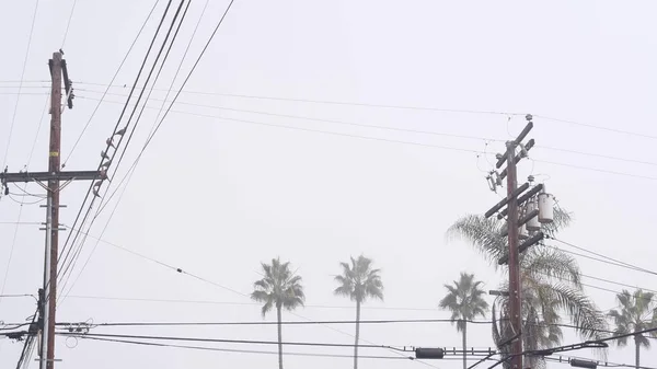 Palm trees in misty foggy weather, birds on power line, California city street. — Stock Photo, Image