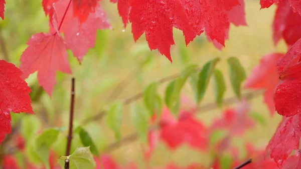 Krople deszczu, czerwone jesienne liście klonu. Kropelka wody, liść wodny w lesie — Zdjęcie stockowe