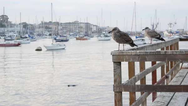 Pássaro de gaivota no cais, cais de pescadores, iates e barcos à vela em Monterey marina — Fotografia de Stock