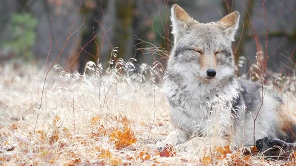 Retrato de lobo coyote o coywolf, cara de cabeza y ojos. Otoño otoño bosque vida silvestre — Foto de Stock