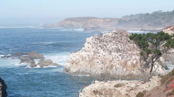 Pelicanos rebanho, ilha penhasco rochoso, oceano, Point Lobos, Califórnia. Aves voando — Fotografia de Stock