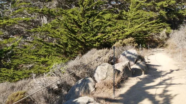 Ösvény az erdőben vagy a fában, ösvény a ligetben. tűlevelű fenyő ciprusfa. Kalifornia — Stock Fotó