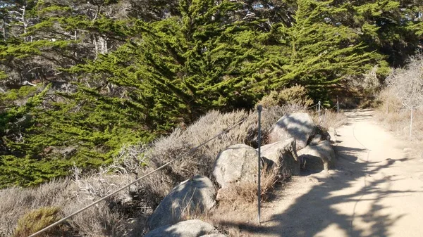 Chemin en forêt ou en bois, sentier en bosquet. Cyprès de pin résineux. Californie — Photo