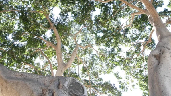 Baldachin eines großen, riesigen Baumes im Dschungel oder Regenwald. Riesiger Magnolienbaum — Stockfoto