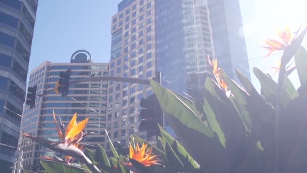 Highrise felhőkarcolók, strelitzia virágok a belvárosi utcában, Kalifornia USA — Stock videók