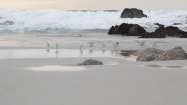 Okyanus dalgaları ve kumkuşları kumsalda koşar, küçük kum kavalcısı, sahil kuşu..