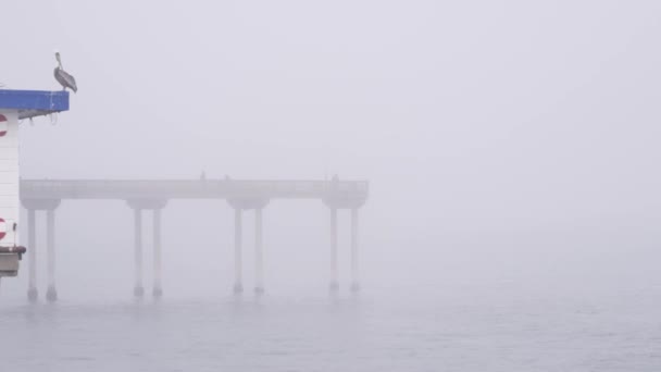 美国加利福尼亚海岸多雾的天气，海滩码头上的野生鹈鹕鸟. — 图库视频影像