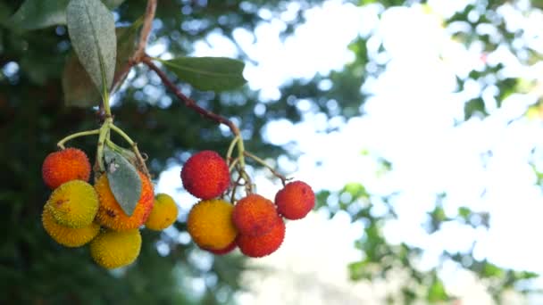Buah pohon stroberi, irish arbutus unedo berry, apel tebu cain. Flora Eropa. — Stok Video