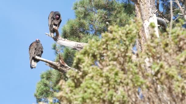 Avvoltoio tacchino, uccelli avvoltoio in attesa di caccia. California fauna selvatica USA — Video Stock