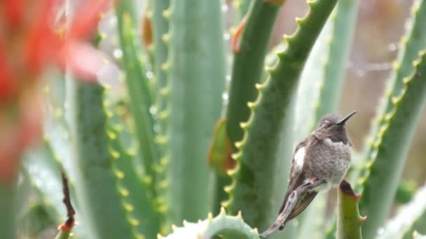 Küçük kuş, aloe kırmızı çiçek yaprakları. Kaliforniya bitki örtüsü ve fauna, yağmur damlaları. — Stok video