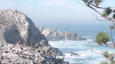 Pelikanlar sürüsü, kayalık uçurum adası, okyanus, Point Lobos, California. Kuşlar uçuyor