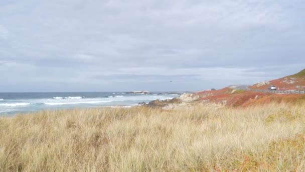 17-mijl rijden schilderachtige weg, Monterey, Californië, oceaan golven. Sappige planten. — Stockvideo