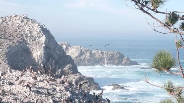 Стадо пеликанов, скалистый скальный остров, океан, Пойнт Лобос, Калифорния. Летающие птицы — стоковое видео