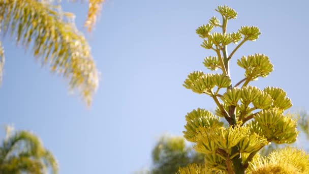 Fleur d'agave, fleur ou inflorescence d'une plante centenaire ou sentinelle. Californie — Video