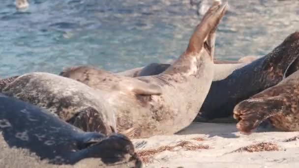 Roquerie d'otaries à fourrure sauvage, repos de l'otarie de mer du port du Pacifique, plage de Californie — Video