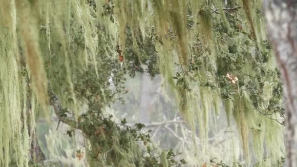 Krajkový lišejník visí, mlhavé mlhavé lesní stromy. Pohádkové lesy, USA.