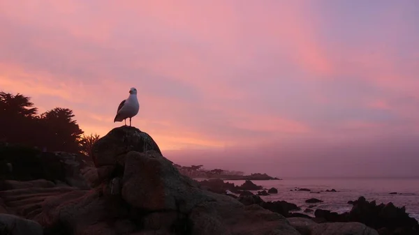 Rotsachtige grillige oceaan strand, Monterey, roze zonsondergang hemel, Californië kust. Zeemeeuw. — Stockfoto