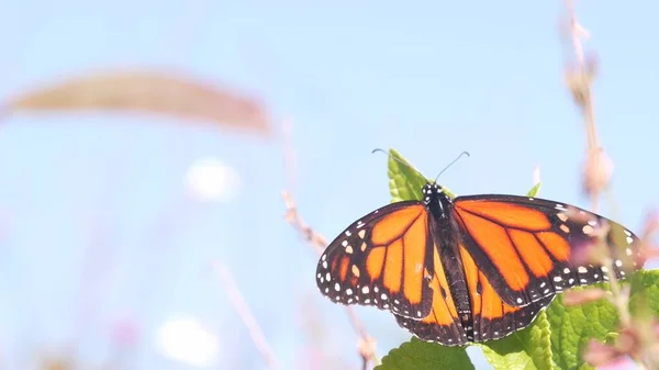 Borboleta monarca em flor selvagem, flores silvestres florescer, jardim ou medow, céu de primavera — Fotografia de Stock