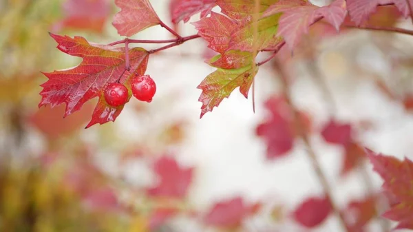 Hojas de rosa guelder rojo otoño, hoja de otoño de baya viburnum salvaje en bosque lluvioso. — Foto de Stock