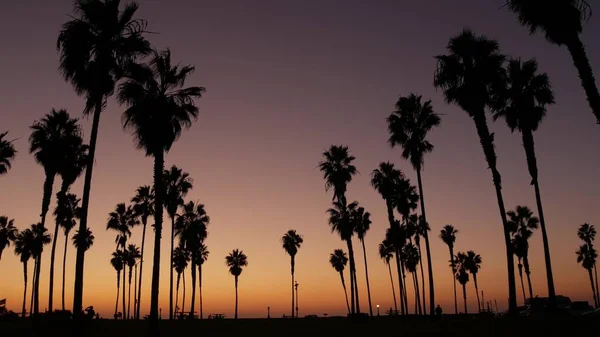 Silhuetas de pessoas e palmeiras na praia ao pôr do sol, costa da Califórnia, EUA. — Fotografia de Stock