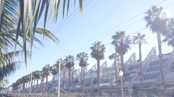 Palmeiras e céu azul de verão, Califórnia EUA. Folhas de palmeiras, fileira de palmas. — Fotografia de Stock