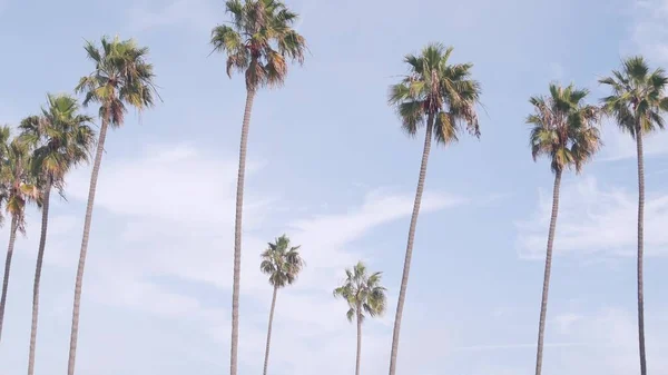 Fileira de palmeiras na rua perto de Los Angeles, costa da Califórnia, férias na praia. — Fotografia de Stock