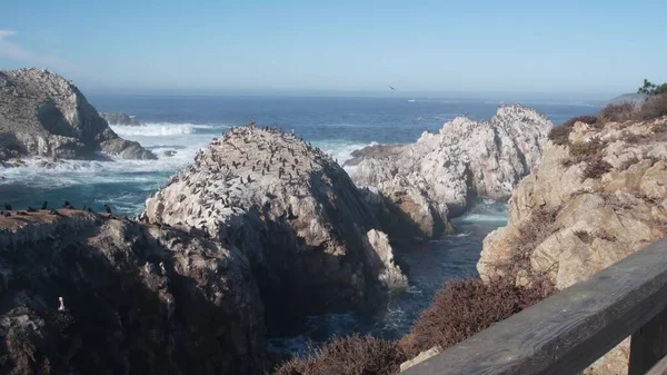 Pelicans flock, rocky cliff island, ocean, Point Lobos, California. Birds flying — Stock Photo, Image