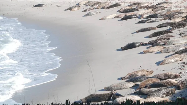 Foca de piel manchada salvaje novato, puerto pacífico león marino descansando, playa de California — Foto de Stock