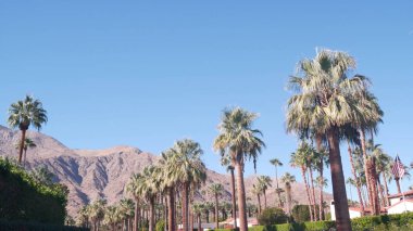 Palmiye ağaçları ve dağlar, Palm Springs, Kaliforniya çöl vadisi vahası Flora USA