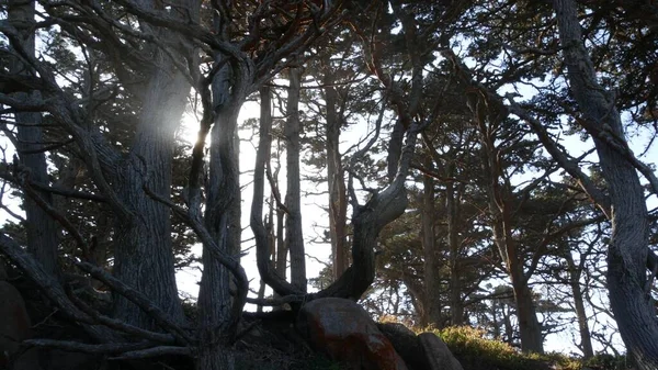 Στραβά δέντρα στο δάσος. Πυκνό ξύλο, πεύκο κυπαρισσιού σε βρύα. — Φωτογραφία Αρχείου